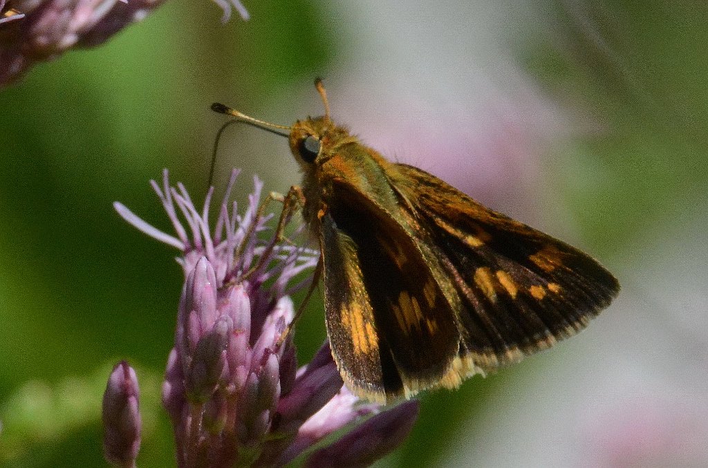 141 2013-08115734 Broad Meadow Brook, MA.JPG - Peck's Skipper Butterfly (Polites peckius). Broad Meadow Brook Wildlife Sanctuary, MA, 8-11-2013